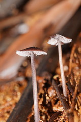 Mycena vinacea