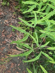 Dicranopteris pedata