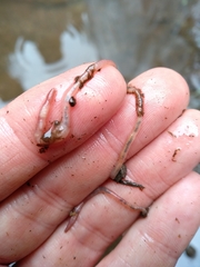 Lumbriculus variegatus