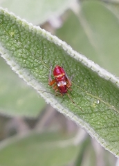 Closterotomus fulvomaculatus