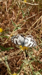 Melanargia titea