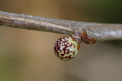 Andricus pisiformis