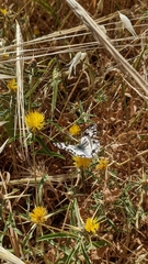 Melanargia titea