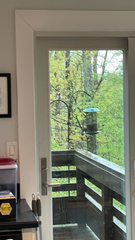 Pheucticus ludovicianus