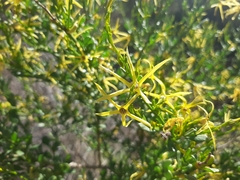 Anthocercis littorea