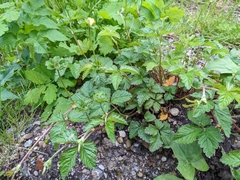 Potentilla indica