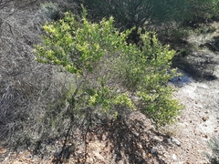 Anthocercis littorea