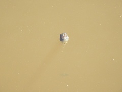 Pseudacris hypochondriaca