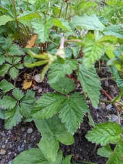 Potentilla indica