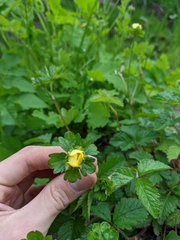 Potentilla indica