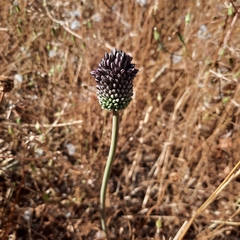 Allium curtum