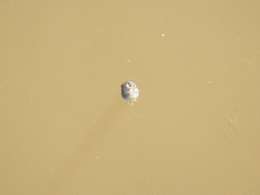 Pseudacris hypochondriaca