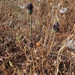 Allium curtum