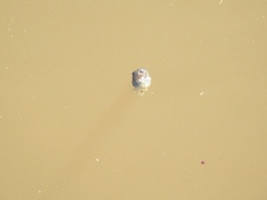 Pseudacris hypochondriaca