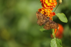 Anastrus sempiternus