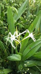Hymenocallis cleo