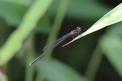 Prodasineura autumnalis