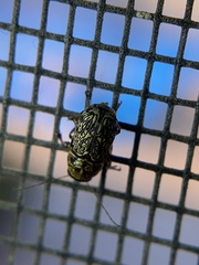 Pachybrachis tacitus