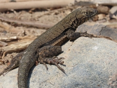 Microlophus peruvianus