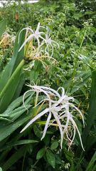 Hymenocallis cleo
