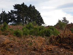 Pseudopanax arboreus