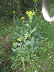 Packera sanguisorbae