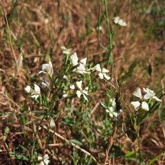 Raphanus raphanistrum
