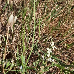 Raphanus raphanistrum