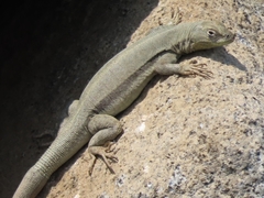 Microlophus peruvianus