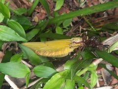 Sieboldius alexanderi