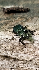 Platycerus caprea