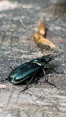 Platycerus caprea