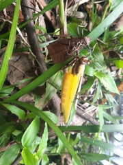 Sieboldius alexanderi