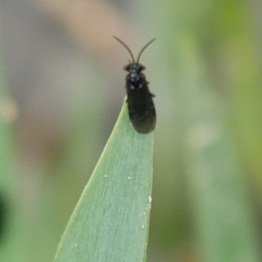 Rhadinoceraea micans