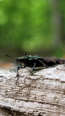 Platycerus caprea