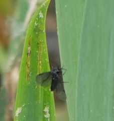 Rhadinoceraea micans