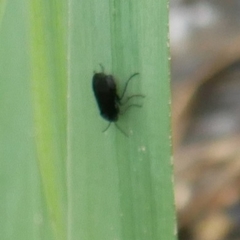 Rhadinoceraea micans