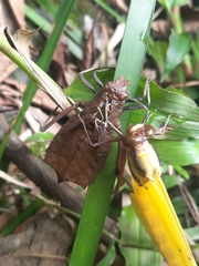 Sieboldius alexanderi