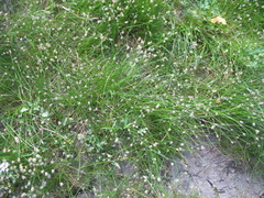 Eleocharis montevidensis