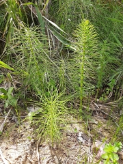 Equisetum telmateia
