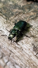 Platycerus caprea