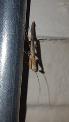 Litaneutria ocularis