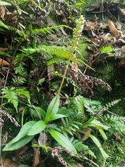 Goodyera procera