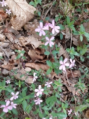 Saponaria