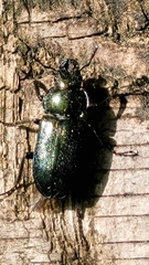 Platycerus caprea