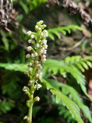Goodyera procera