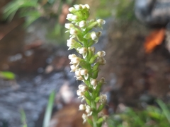 Goodyera procera