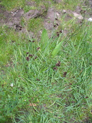 Cyperus niger