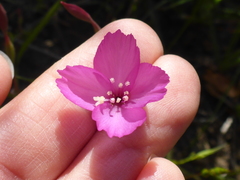 Clarkia gracilis gracilis