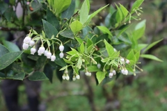 Vaccinium wrightii